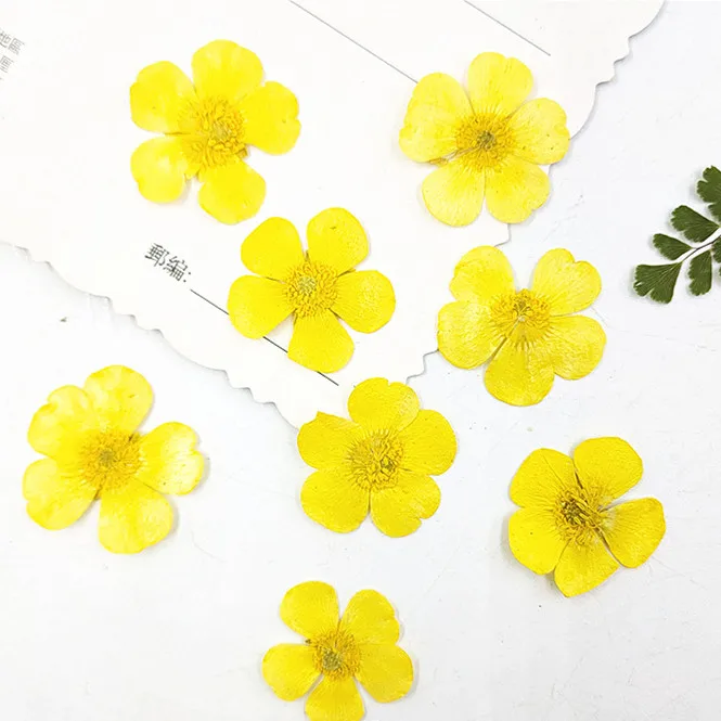 1.5-2cm/24pcs,Nature Real butt - Candle Souvenir ulasan dan harga