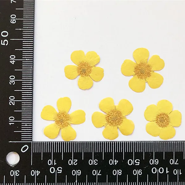 1.5-2cm/24pcs,Nature Real butt - Candle Souvenir ulasan dan harga