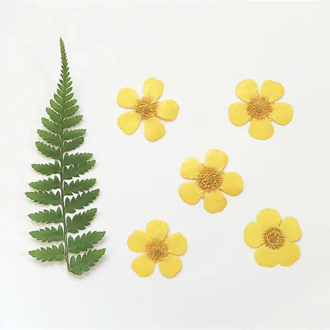 1.5-2cm/24pcs,Nature Real butt - Candle Souvenir ulasan dan harga